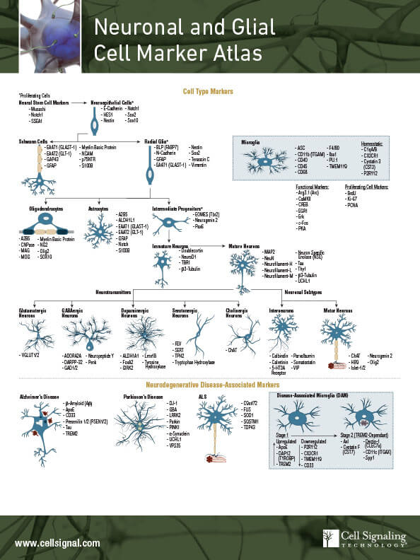 神经元和胶质细胞标记物总览